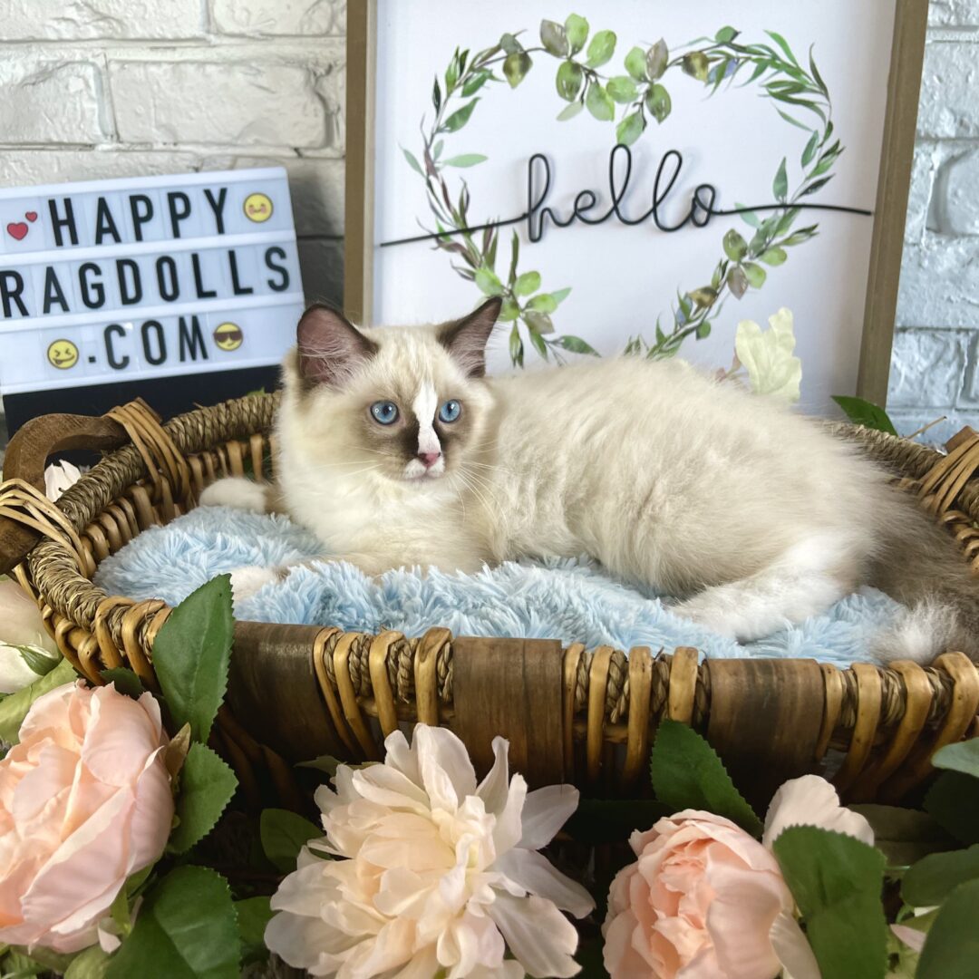 Male Chocolate Bi-Color Ragdoll Kitten