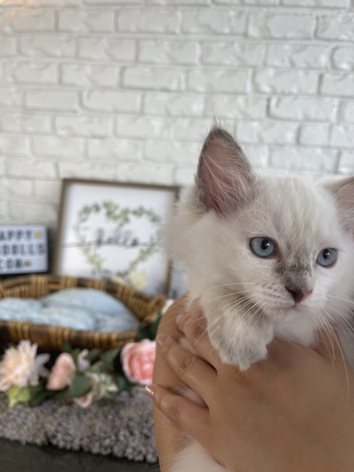 Female Lilac Lynx Point Ragdoll Kitten ⋆ Happy RagDolls of Miami, Kitten Cattery