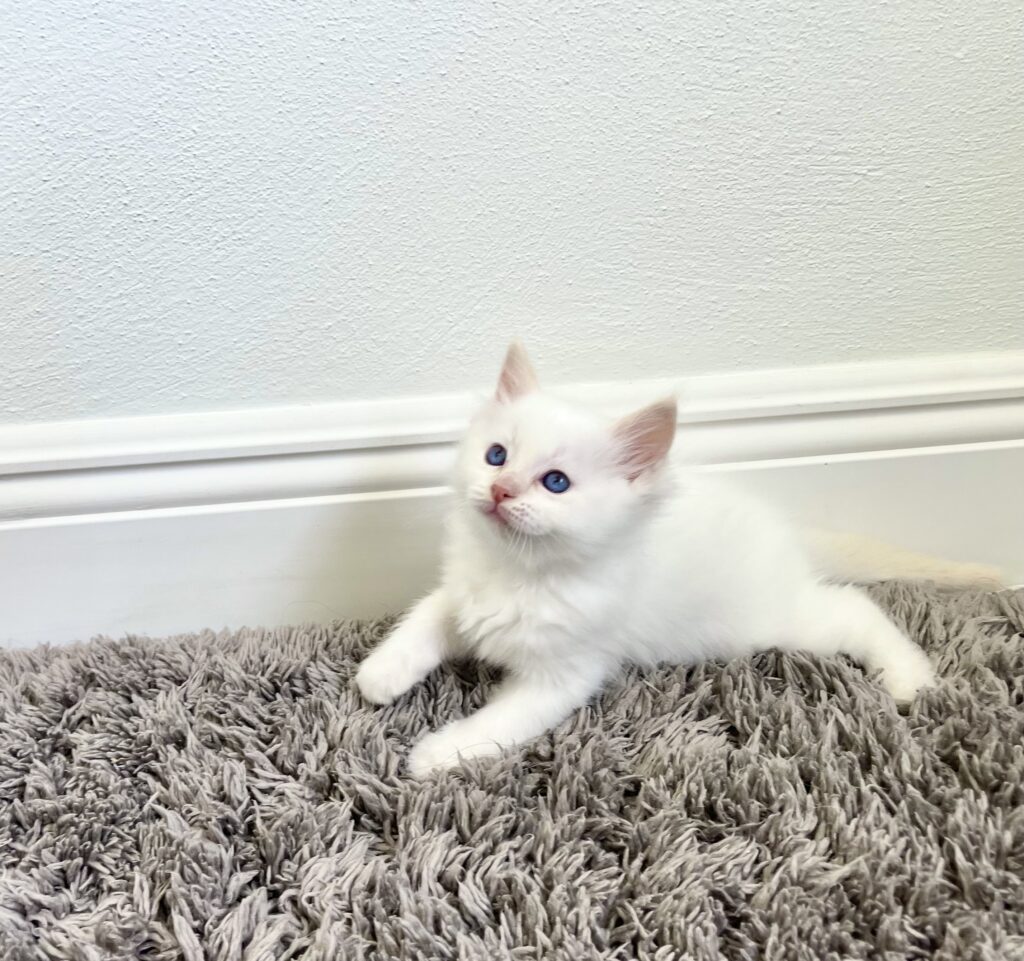 Male Flame Point Ragdoll Kitten ⋆ Happy RagDolls of Miami, Kitten Cattery