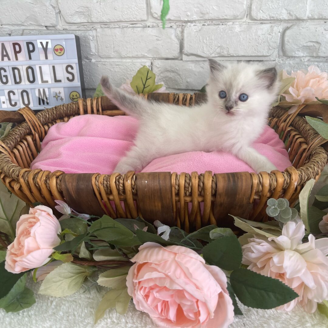 Female – Lilac Point Ragdoll Kitten