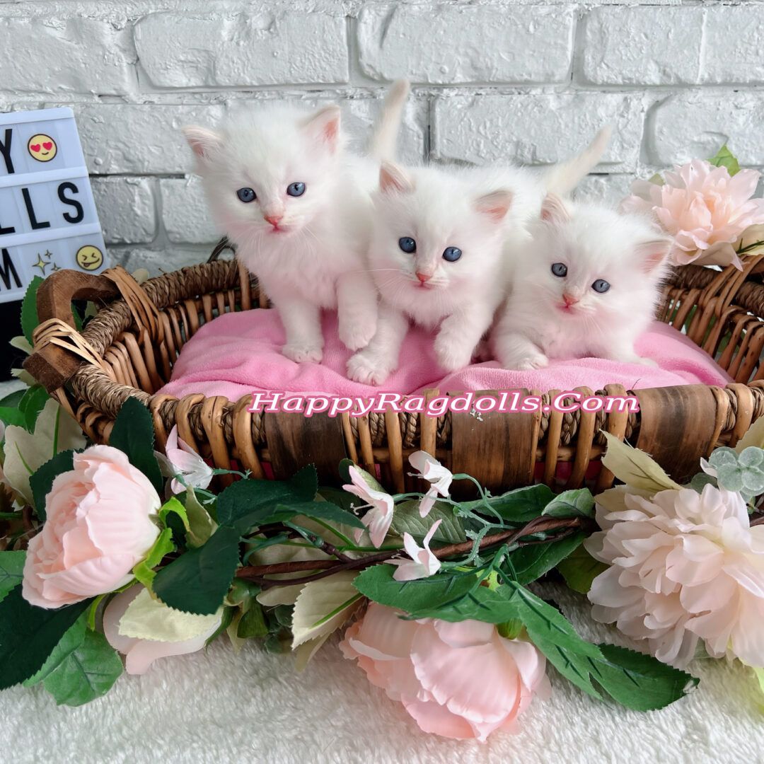 Happy Ragdoll Kittens available 2022 litter