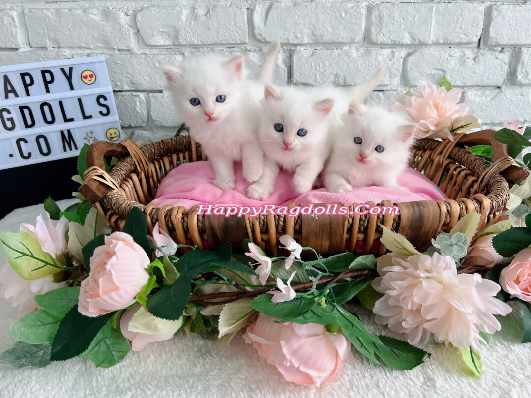 Happy Ragdoll Kittens available 2022 litter