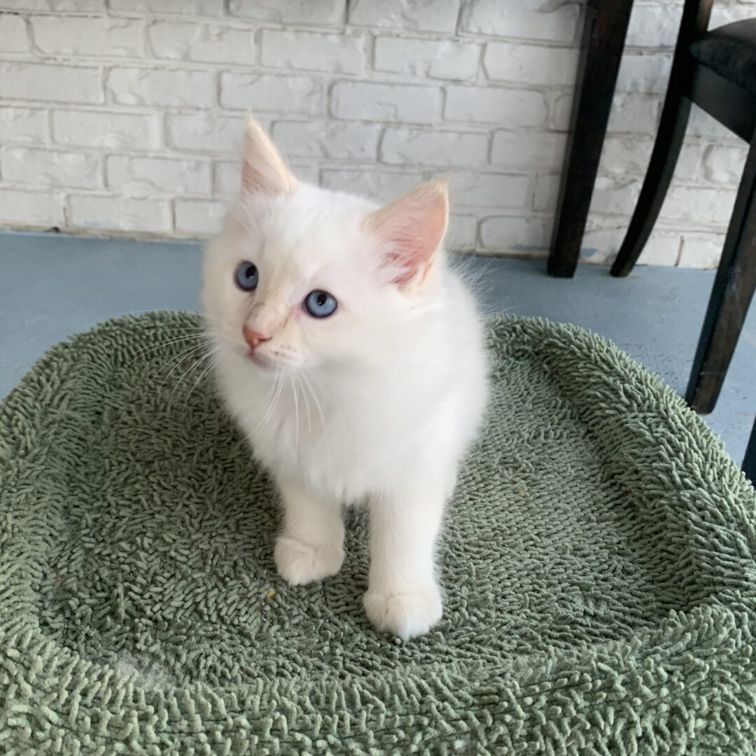 Male – White Flame Point