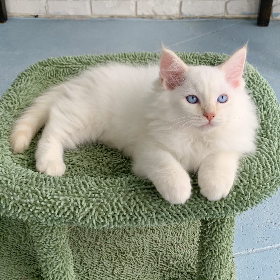 Male – White Cream Point Flame Point