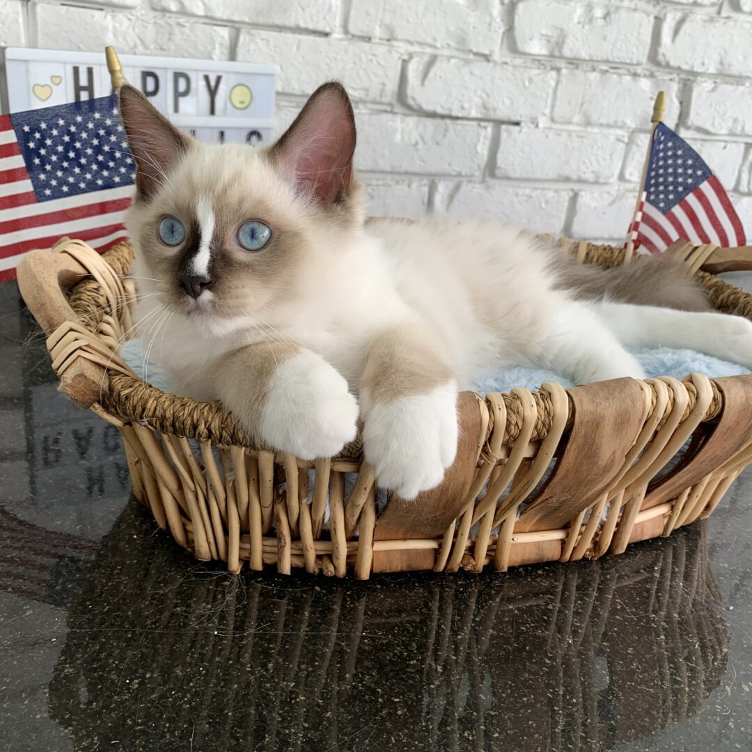 Male -Bi Color Mitted Ragdoll Kitten