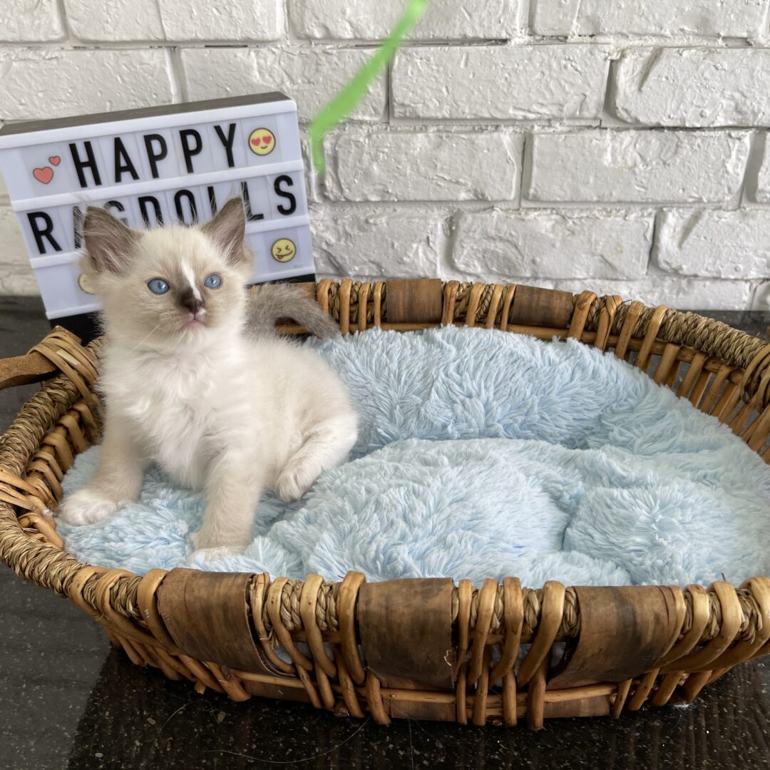 Male -Bi Color Mitted Ragdoll Kitten Born: 03/24/2022