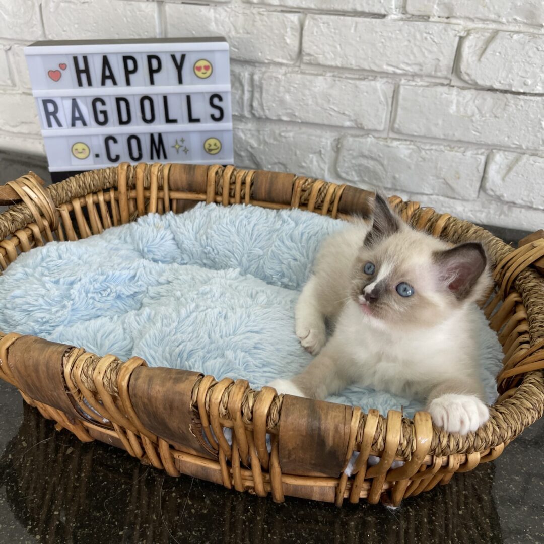 Male -Bi Color Mitted Ragdoll Kitten Born: 03/24/2022 (Visit Scheduled with Jazmin – Thursday)