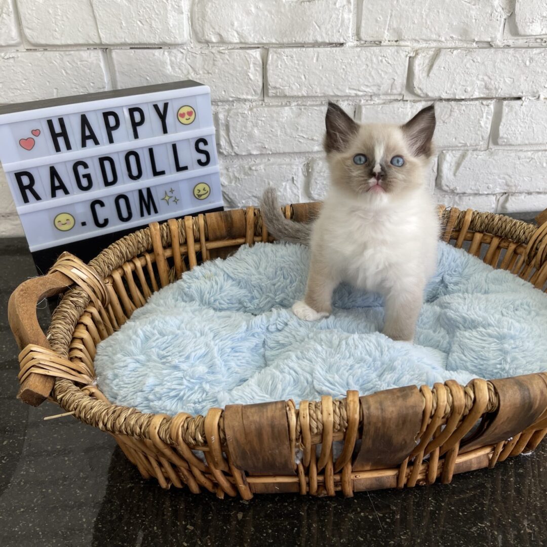 Male -Bi Color Mitted Ragdoll Kitten Born: 03/24/2022 (Visit Scheduled with Jazmin – Thursday)