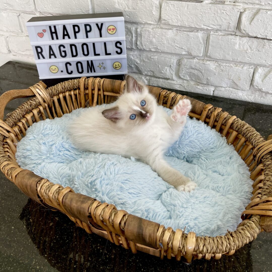 Male -Bi Color Mitted Ragdoll Kitten Born: 03/24/2022