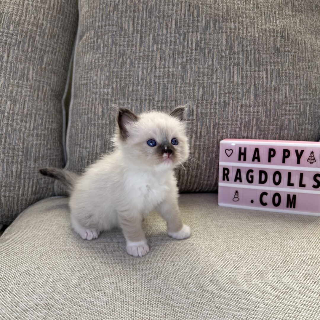 Male -Seal Point Mitted Ragdoll Kitten (RESERVED)