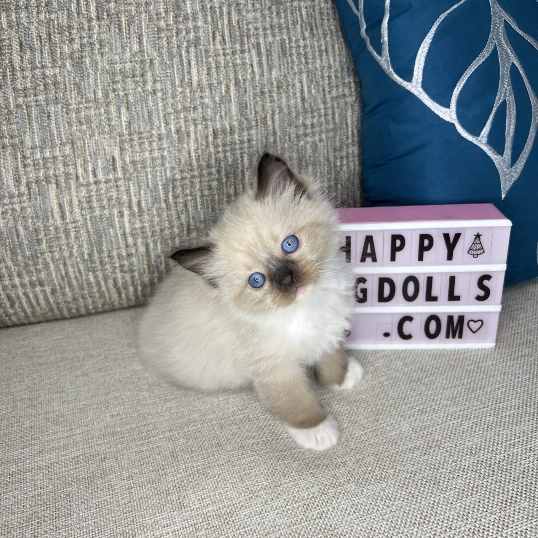 Female -Seal Point Mitted Ragdoll Kitten (RESERVED)