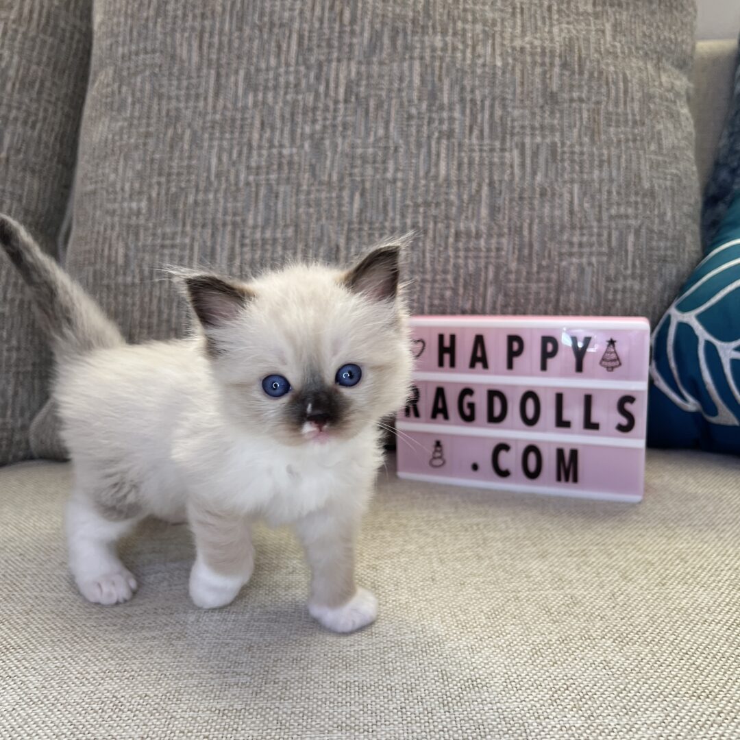 Male -Seal Point Mitted Ragdoll Kitten (Chocolate)