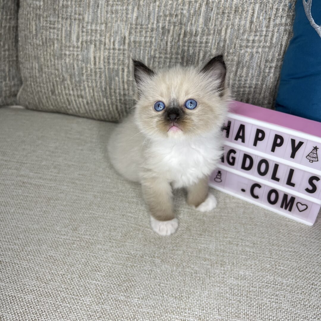 Female -Seal Point Mitted Ragdoll Kitten (RESERVED)