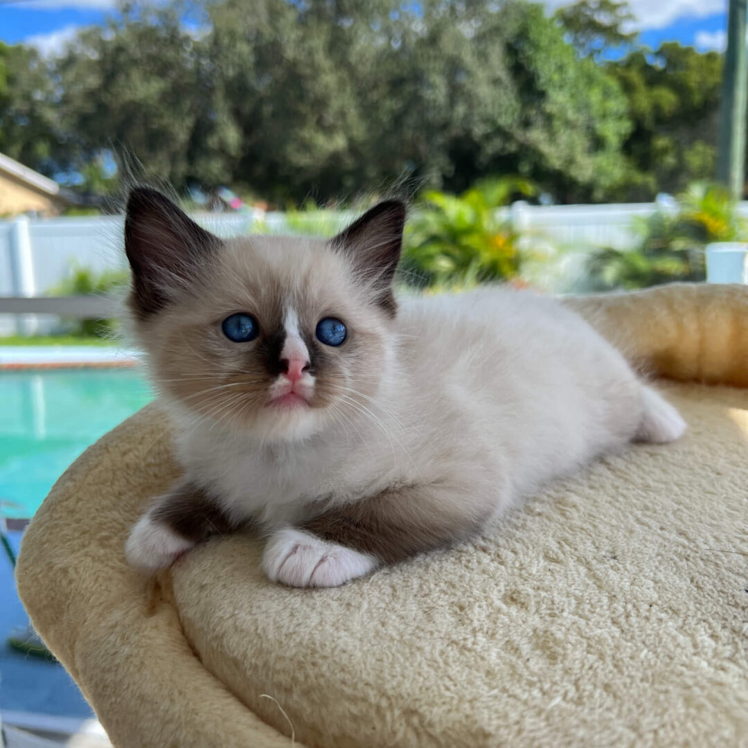 Male -Bi-Color Mitted Ragdoll Kitten (Chocolate)