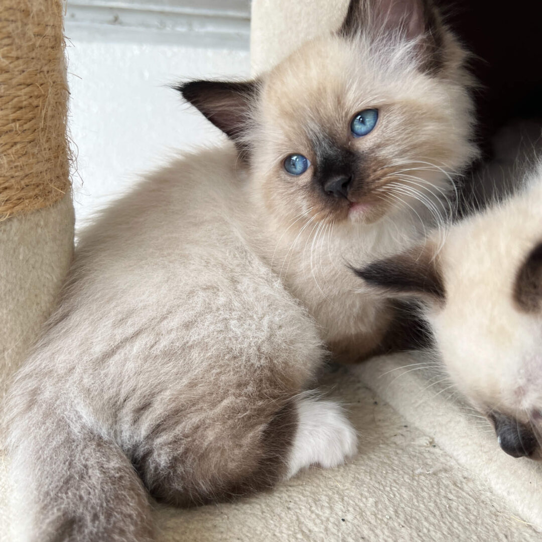Male -Seal Point Mitted Ragdoll Kitten