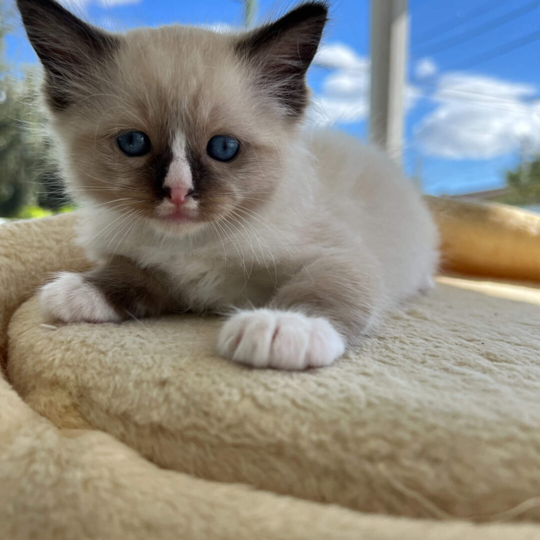 Male -Bi-Color Mitted Ragdoll Kitten