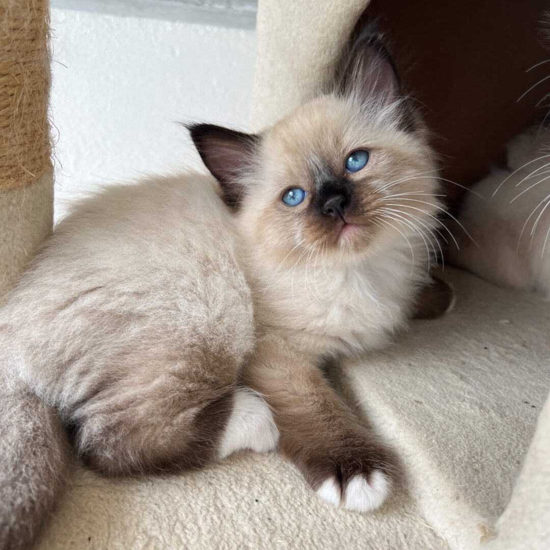 Male -Seal Point Mitted Ragdoll Kitten (Chocolate)