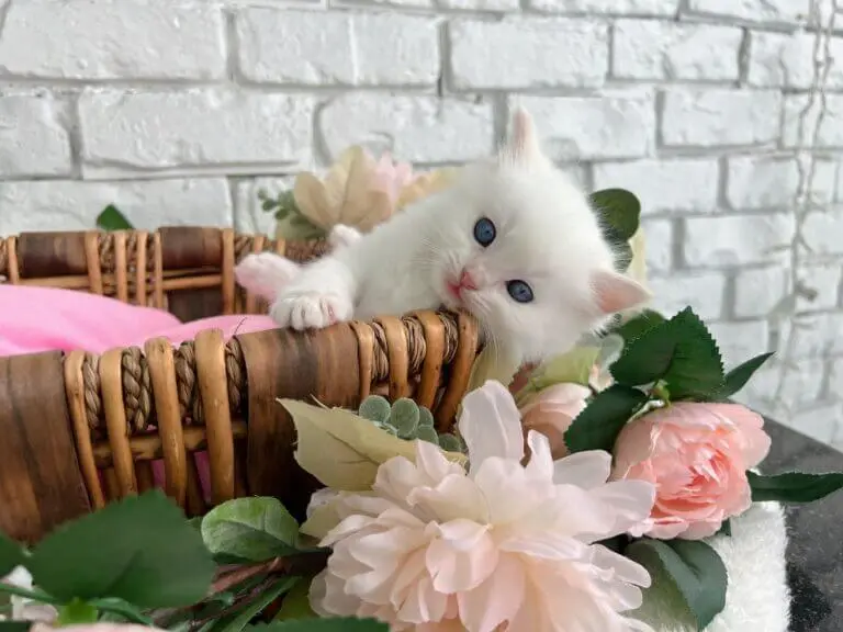 Flame Point White Ragdoll Kittens for sale in South Florida
