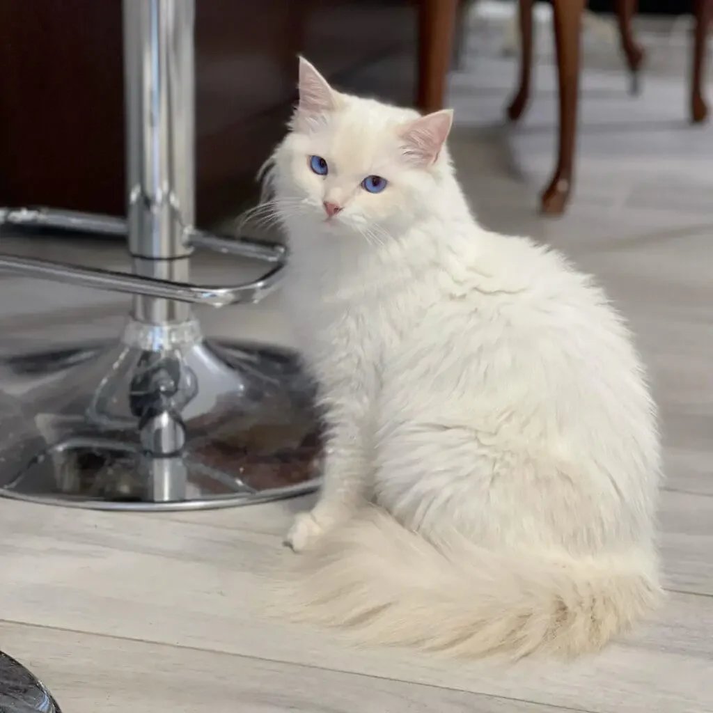 Queen-Beauty-of-Happy-Ragdolls-Kittens-and-Cats-in-South-Florida.webp