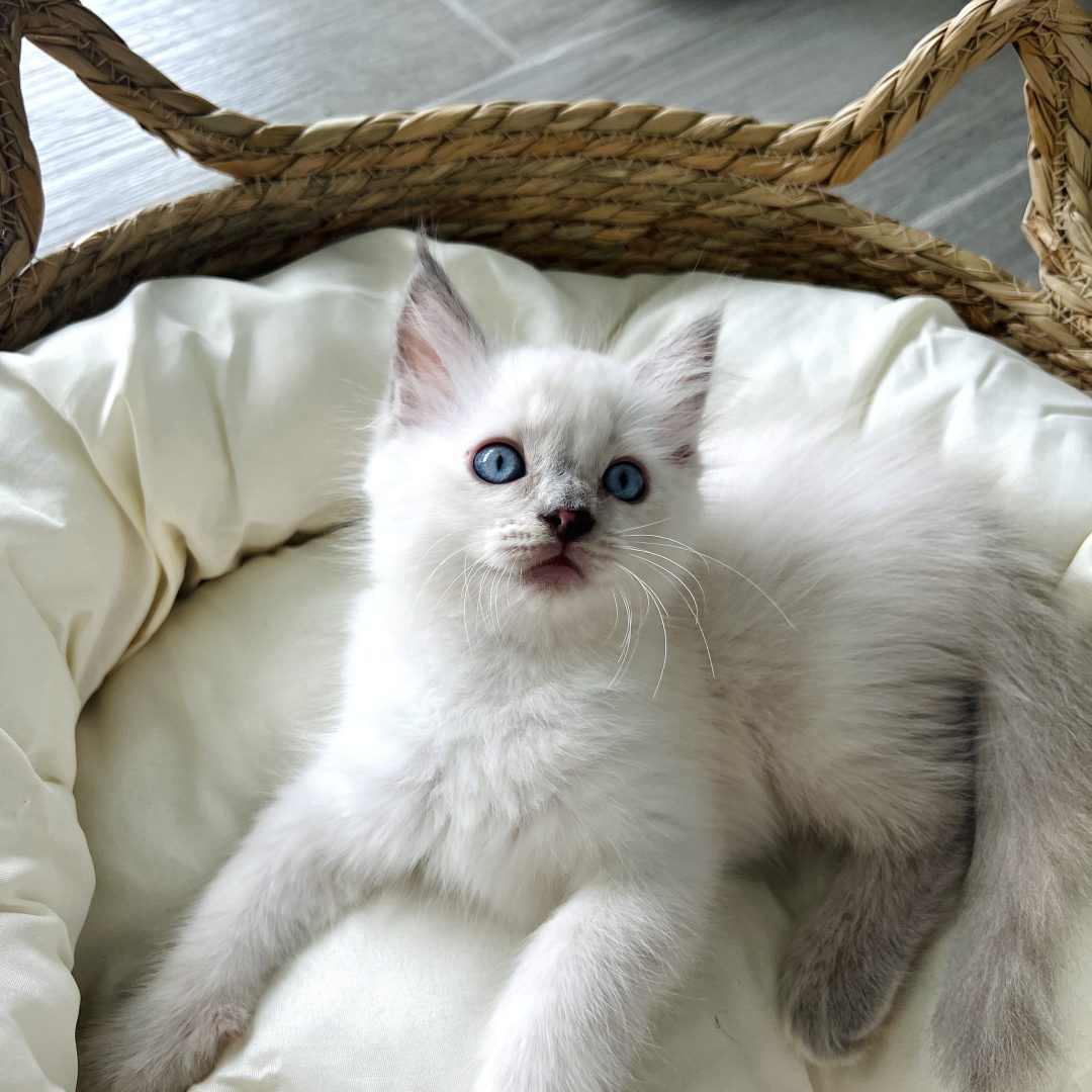 Female Lilac White Ragdoll Kitten – Born 05/13/2024