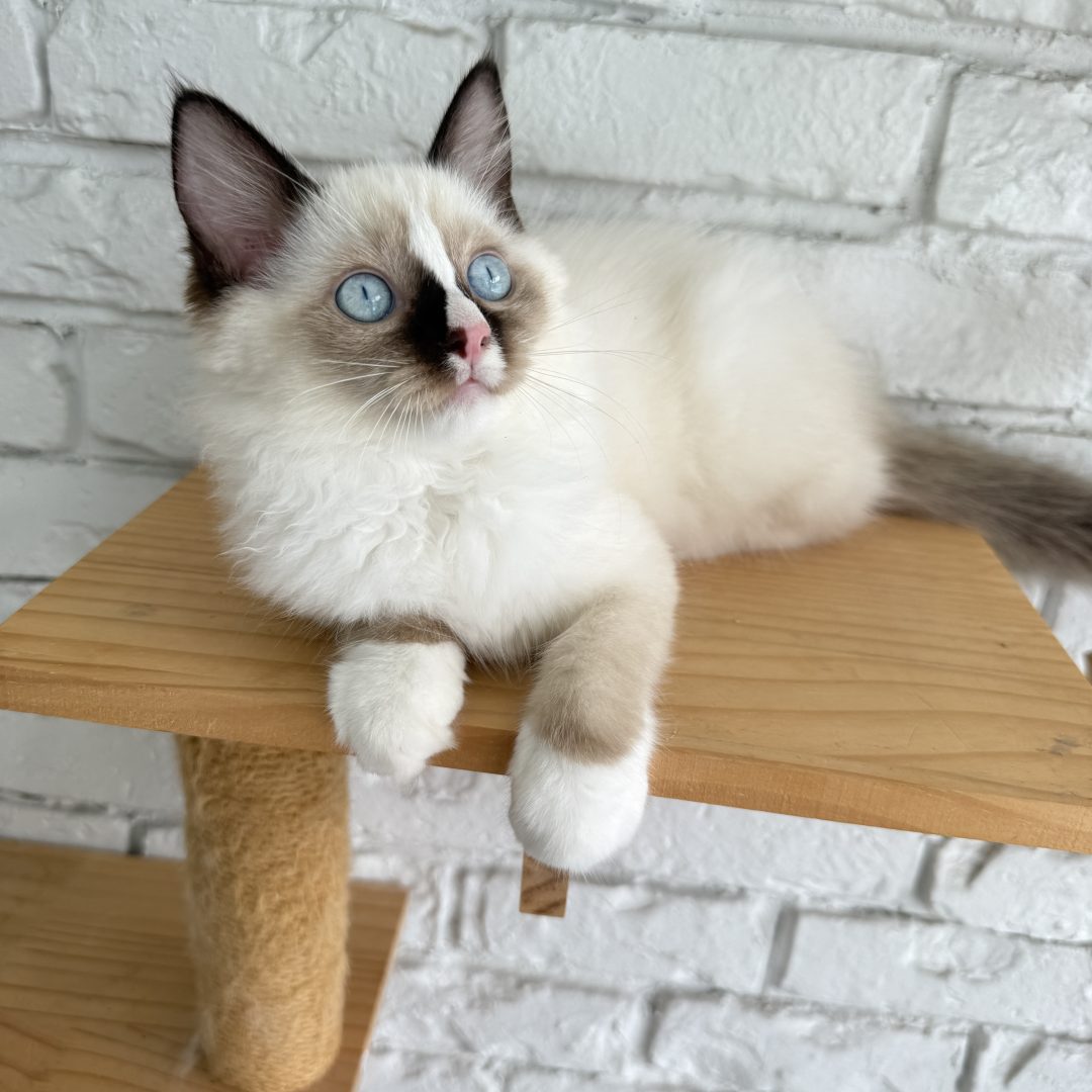 Female Chocolate Bi-Color Mitted Ragdoll Kitten Born: 02/20/2025