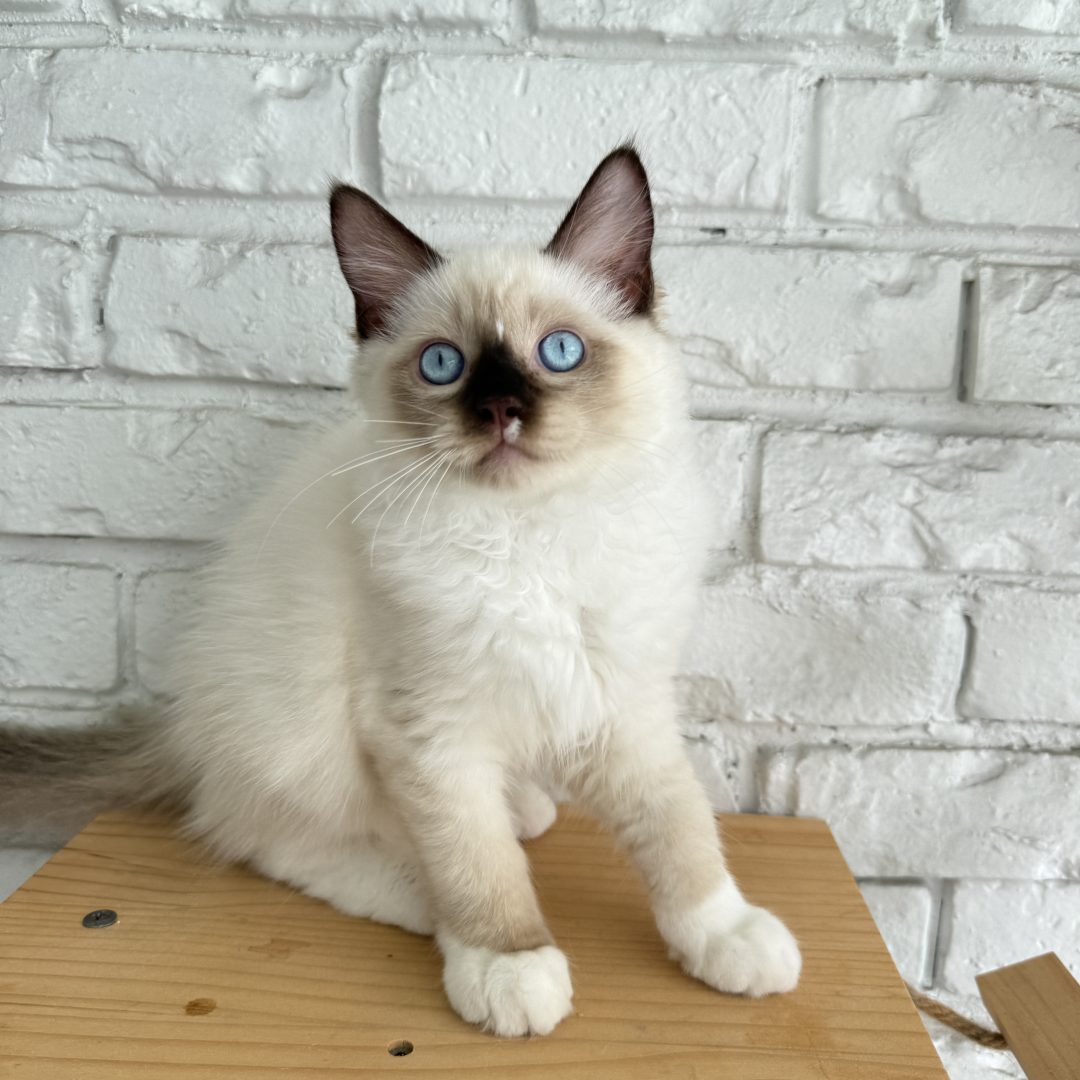 Male Chocolate Seal Point Mitted Ragdoll Kitten Born: 02/20/2025