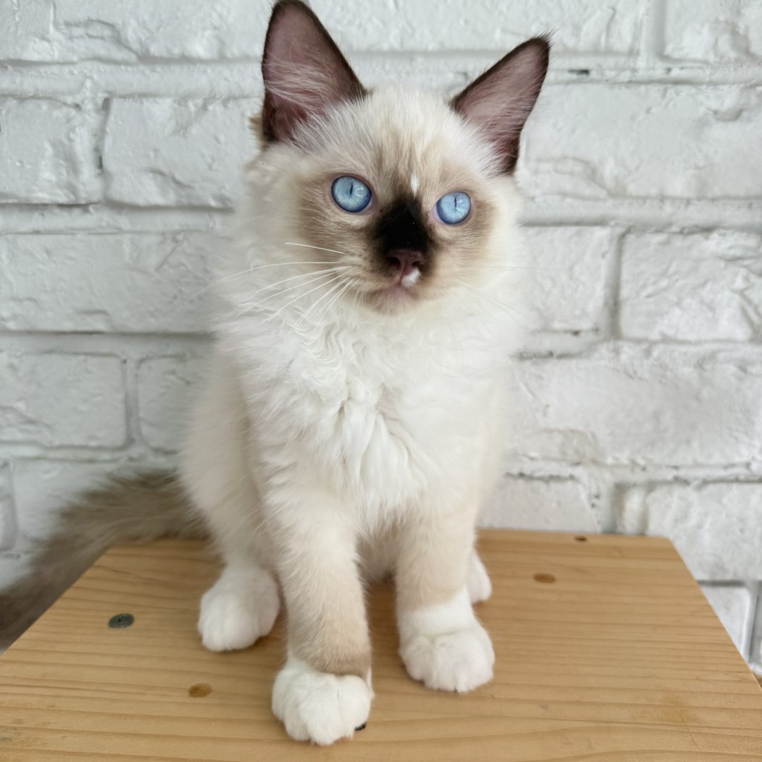 Male Chocolate Seal Point Mitted Ragdoll Kitten Born: 02/20/2025