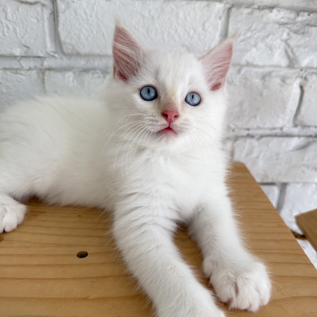 Male Flame Point White Ragdoll Kitten Born: 03/28/2025