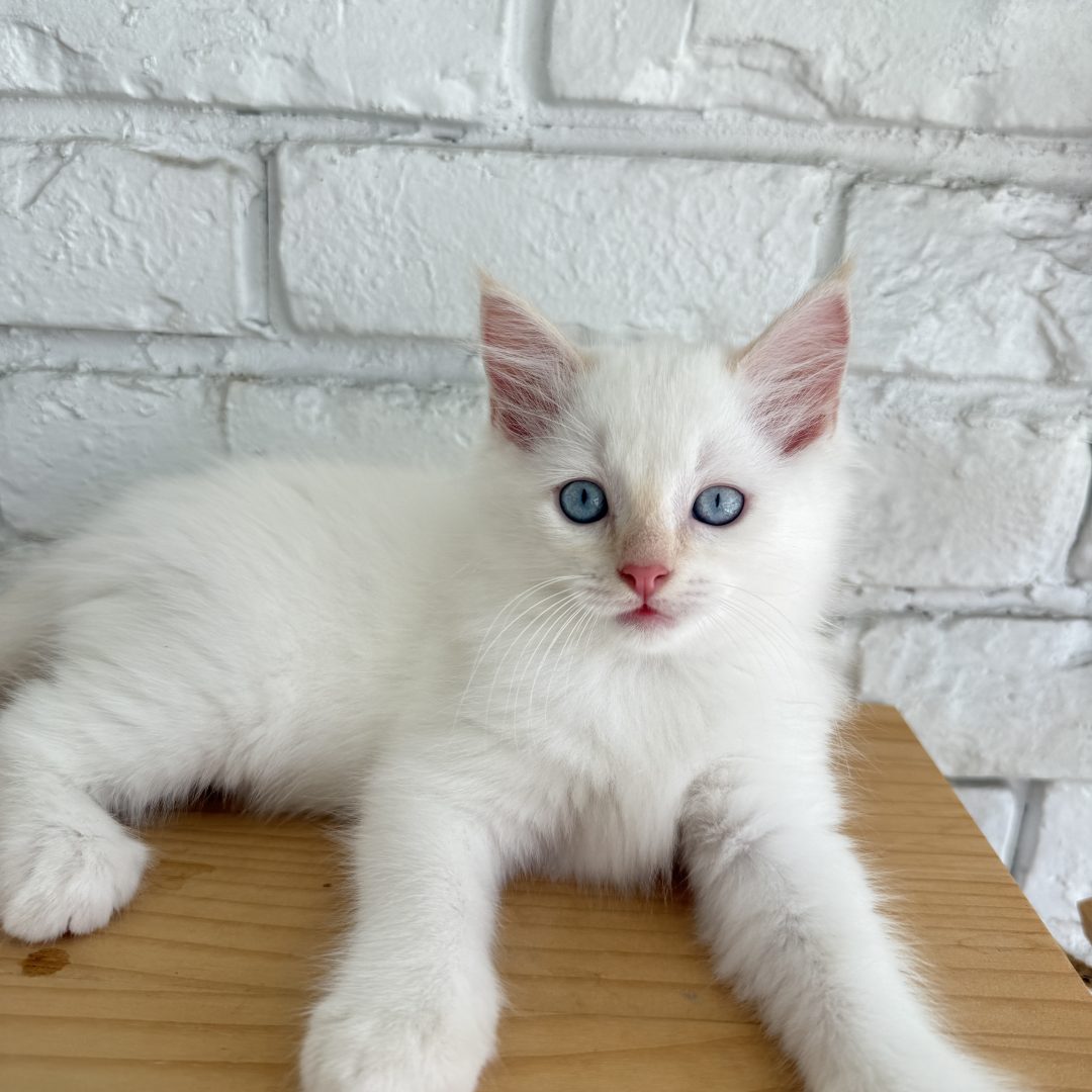Male Flame Point White Ragdoll Kitten Born: 03/28/2025