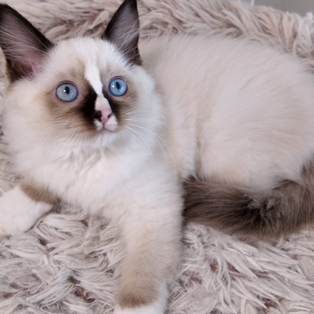 Female Chocolate Bi-Color Mitted Ragdoll Kitten Born: 02/20/2025