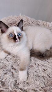 Female Chocolate Bi-Color Mitted Ragdoll Kitten