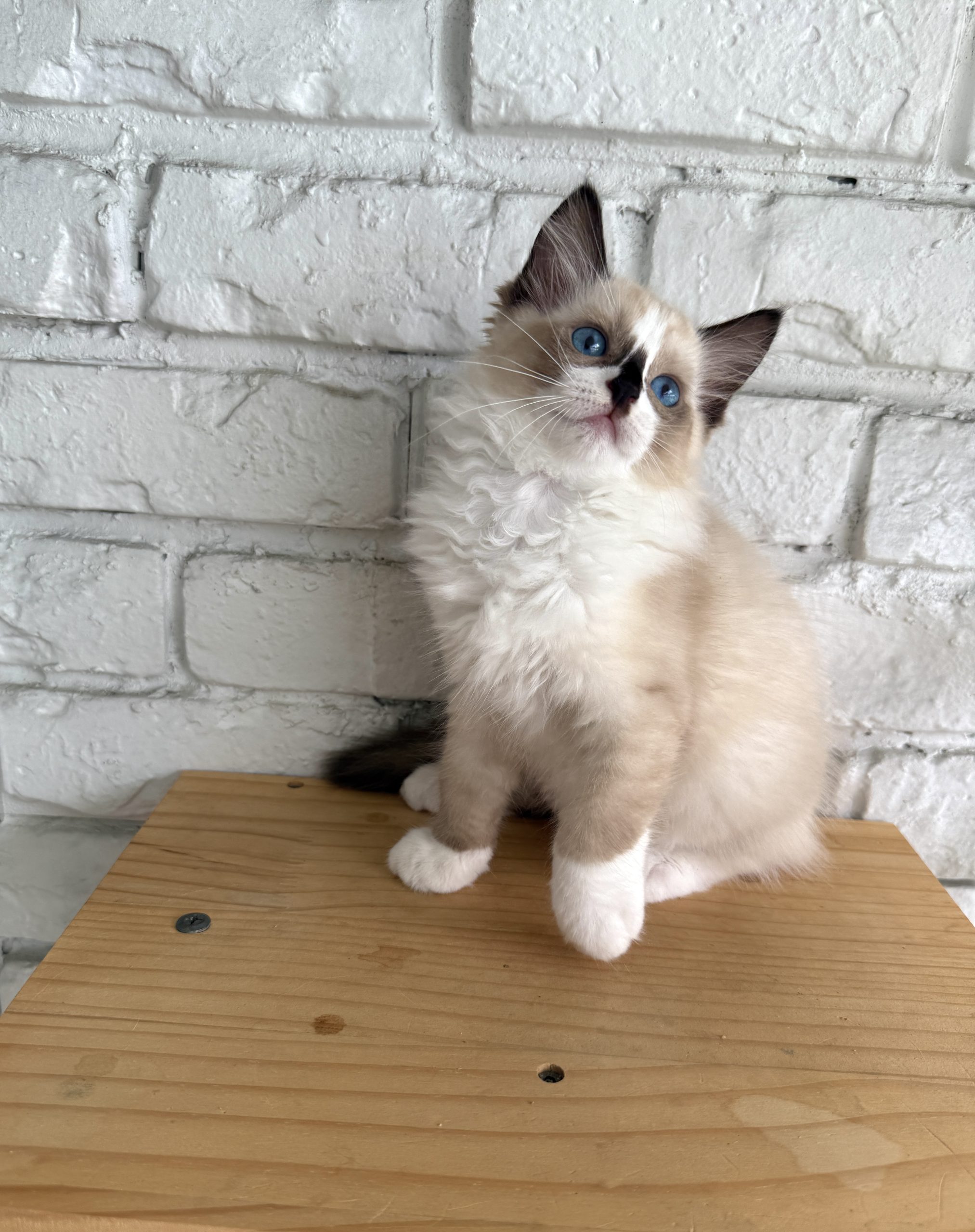 Female Bi-Color Ragdoll Kitten Born: 04/10/2025