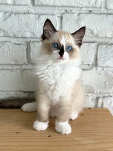 Female Bi-Color Ragdoll Kitten