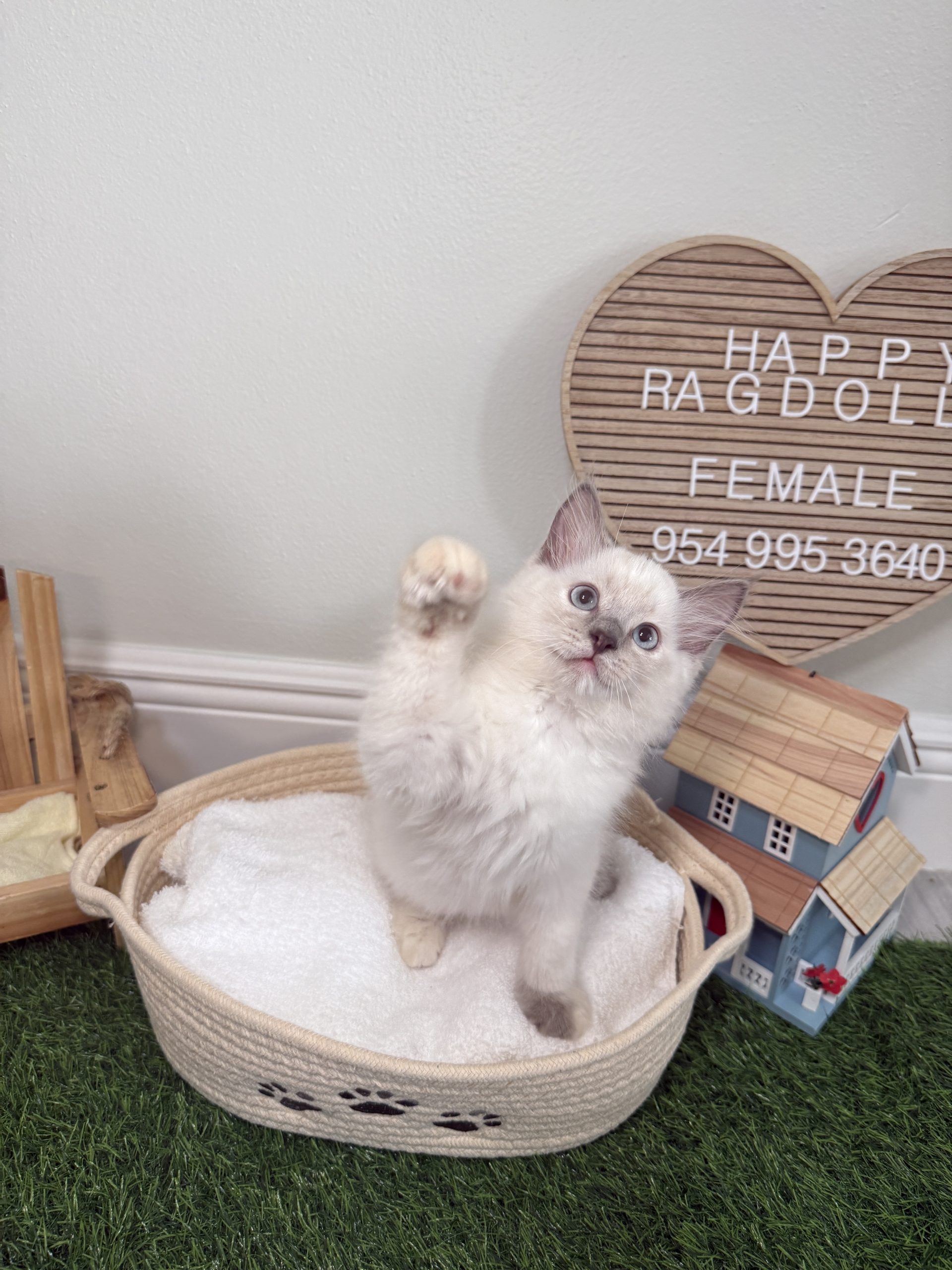 Female White Lilac Ragdoll Kitten Born: 03/28/2025