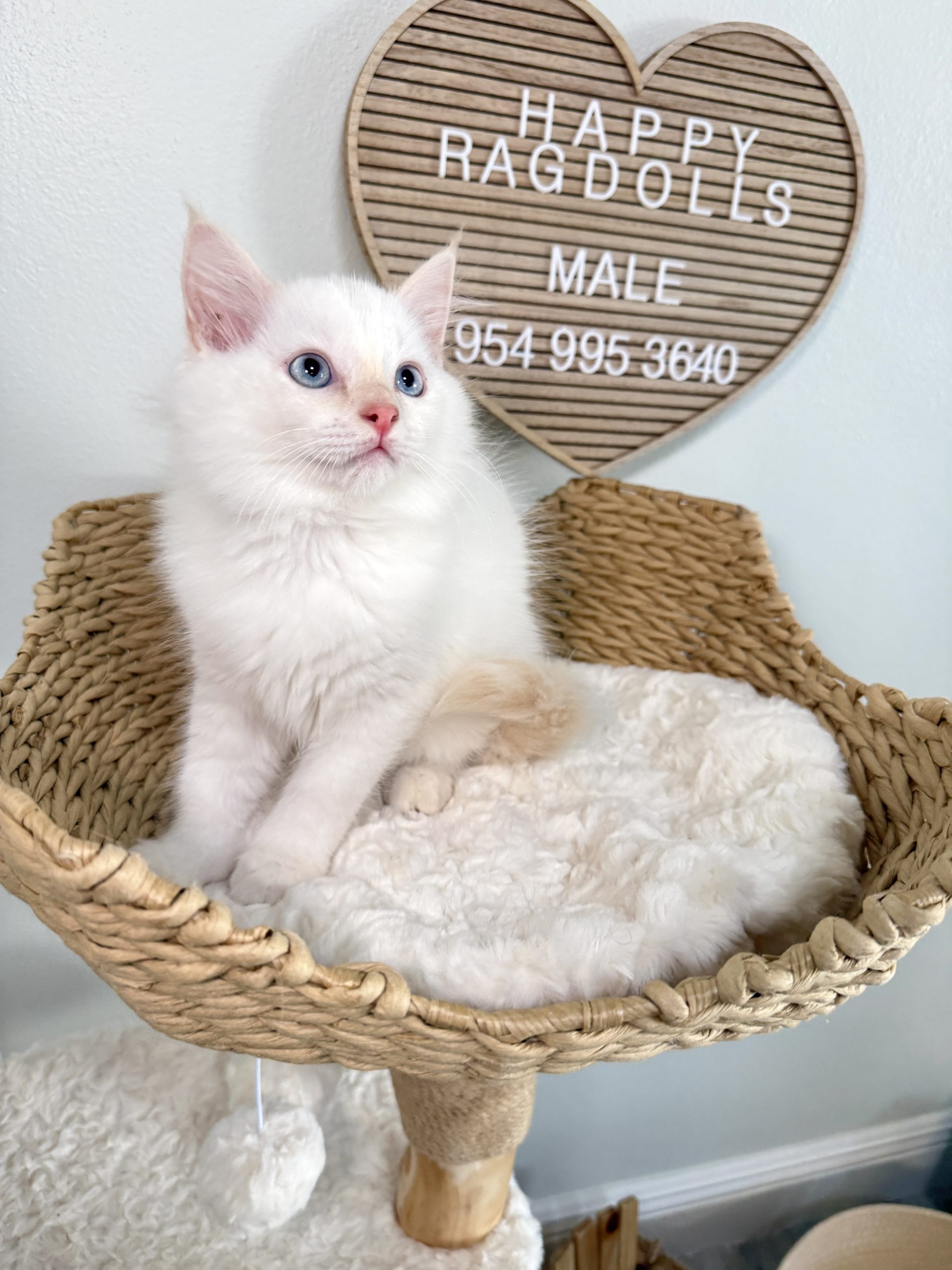 Male Flame Point White Ragdoll Kitten
