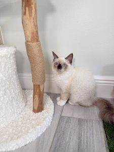 Male Chocolate Seal Point Mitted Ragdoll Kitten