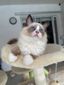 Female Chocolate Bi-Color Mitted Ragdoll Kitten