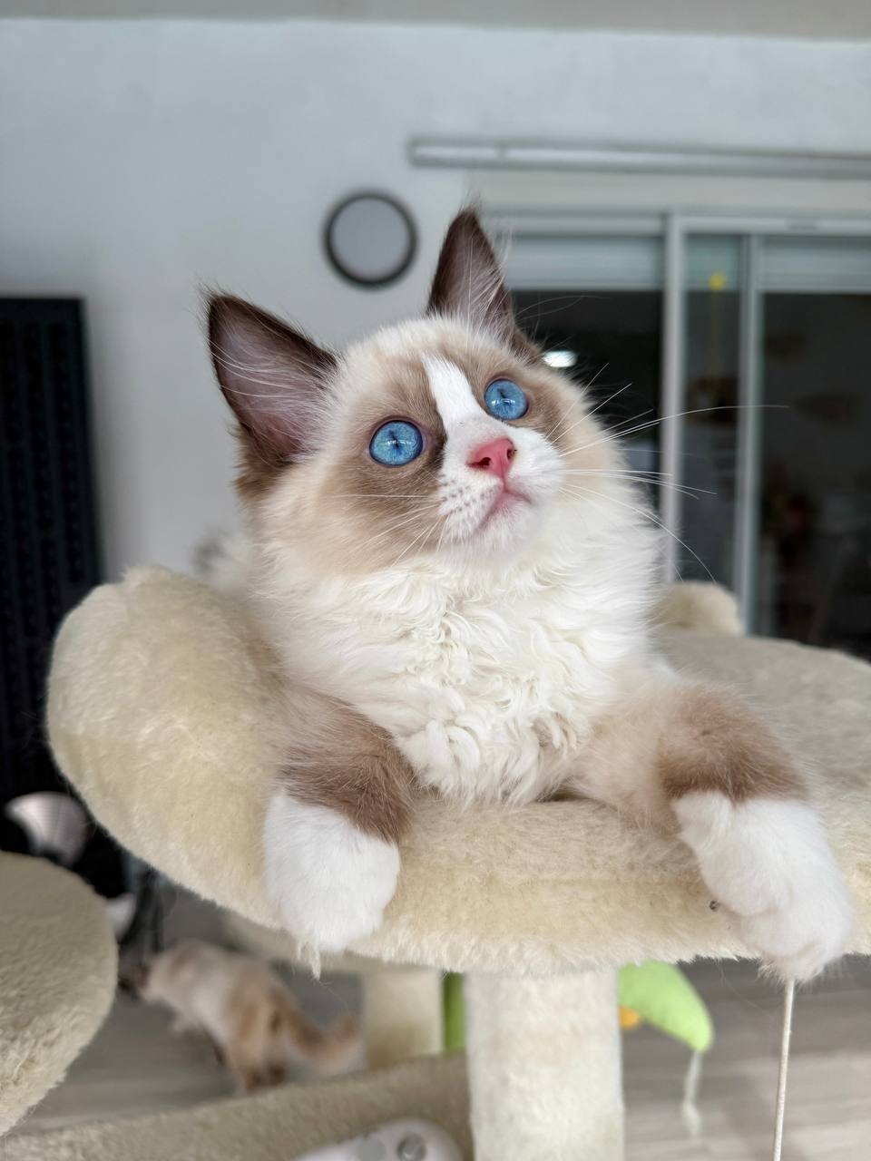 Female Chocolate Bi-Color Mitted Ragdoll Kitten Born: 02/20/2025 – CALL OR TEXT FOR PRICE