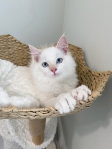 Male Flame Point White Ragdoll Kitten