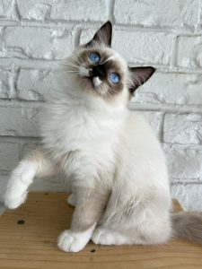Female Bi-Color Seal Point Ragdoll Kitten