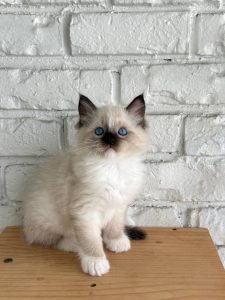 Female Bi-Color Seal Point Ragdoll Kitten