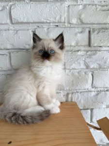 Male Bi-Color Seal Point Ragdoll Kitten Born: 08-01-2025
